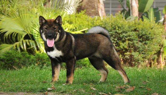 Anjing Shikoku