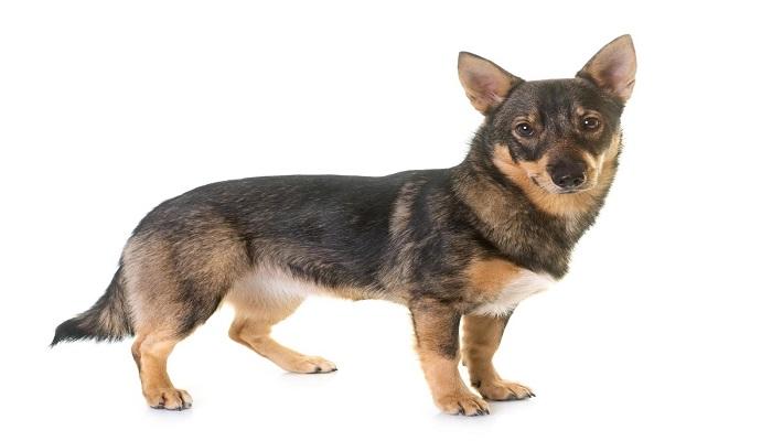 Anjing Swedish Vallhund