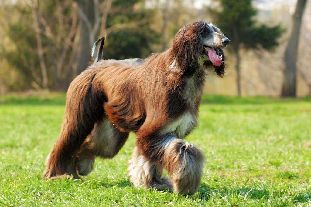 Anjing Tercepat Afghan Hound