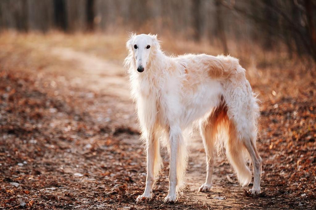 Anjing Tercepat Borzoi