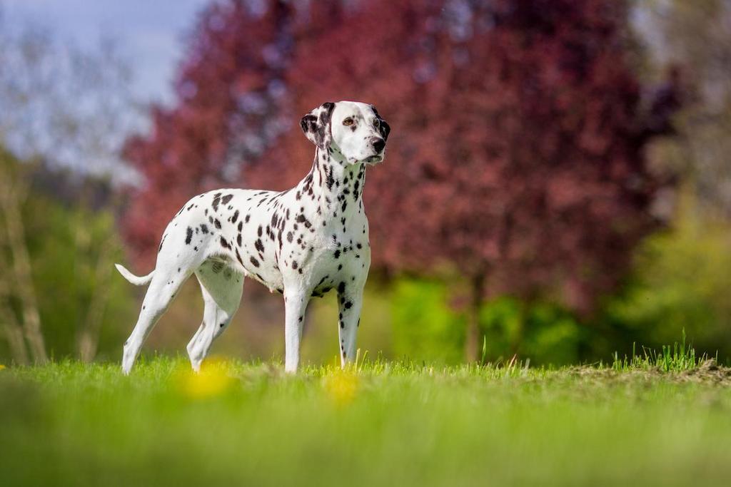 Anjing Tercepat Dalmatian