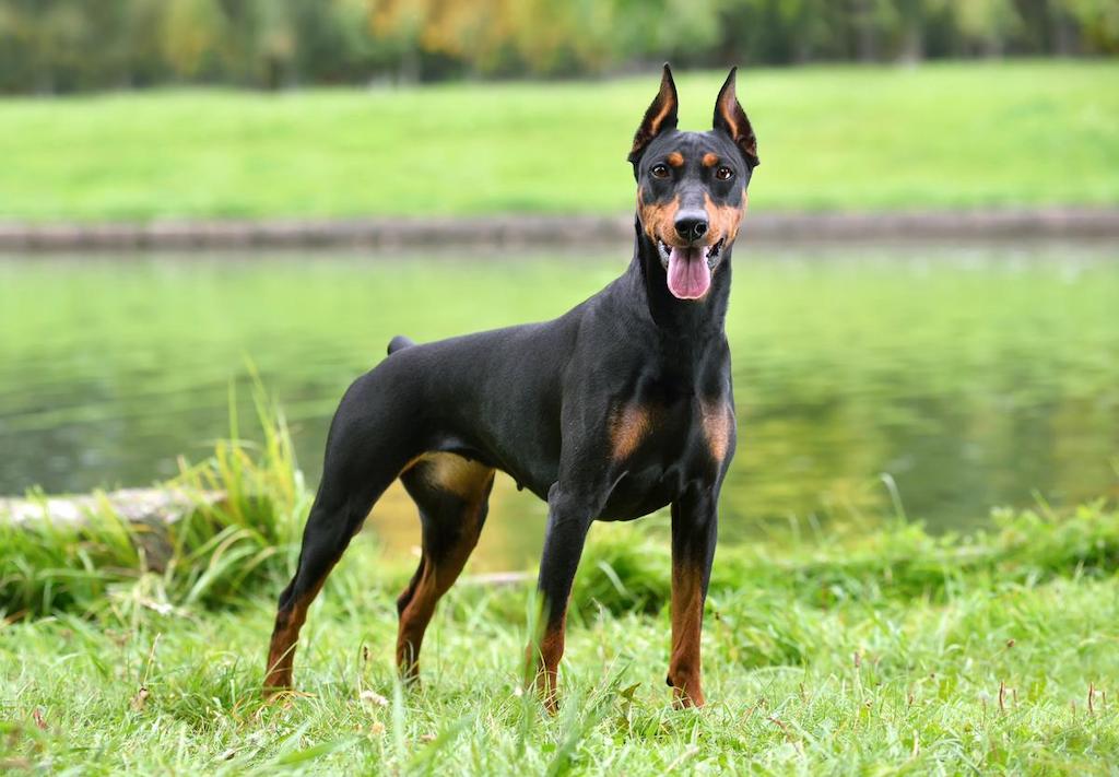 Anjing Tercepat Doberman Pinscher
