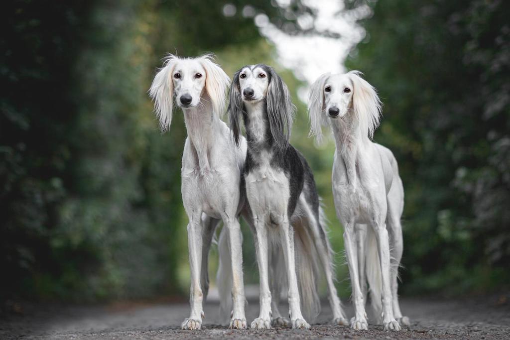 Anjing Tercepat Saluki