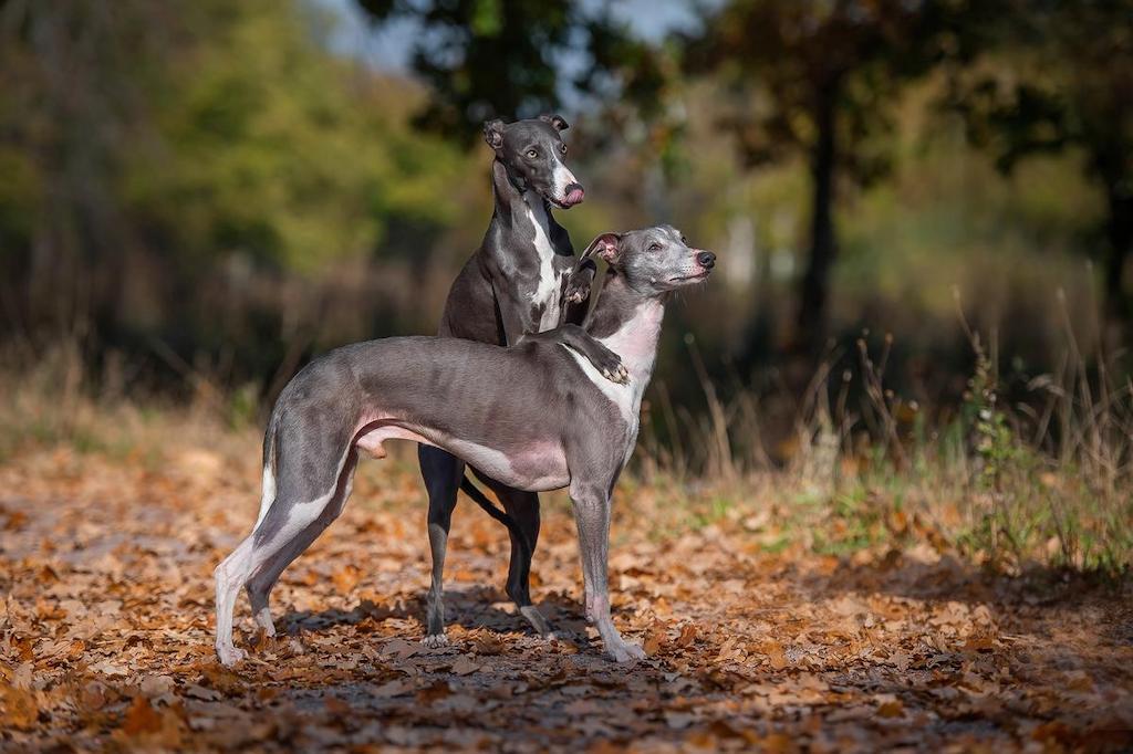 Anjing Tercepat Whippet