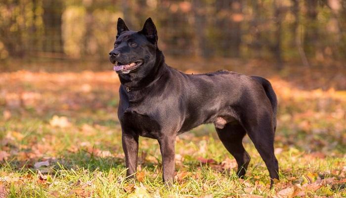 Anjing Thai Ridgeback
