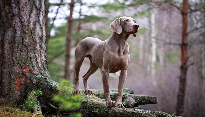 Anjing Weimaraner