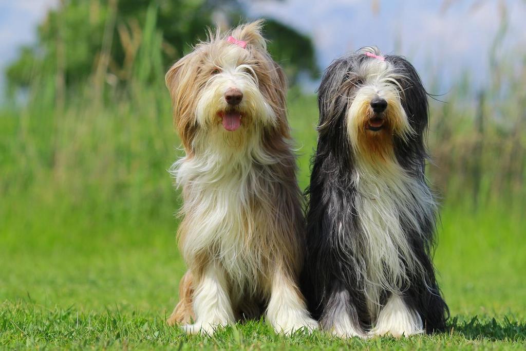 Anjing Collie