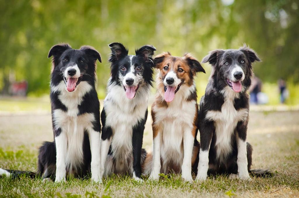 Anjing Collie