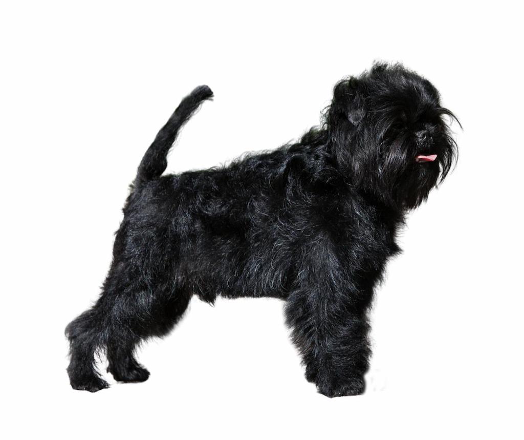 Ciri-ciri Anjing Affenpinscher
