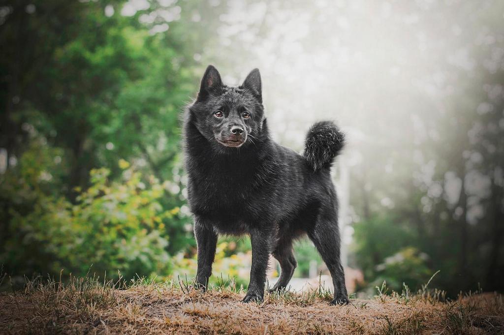 Ciri-ciri Anjing Anjing Schipperke