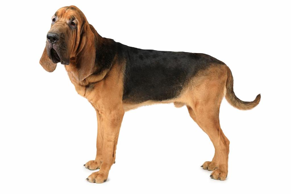 Ciri-ciri Anjing Bloodhound