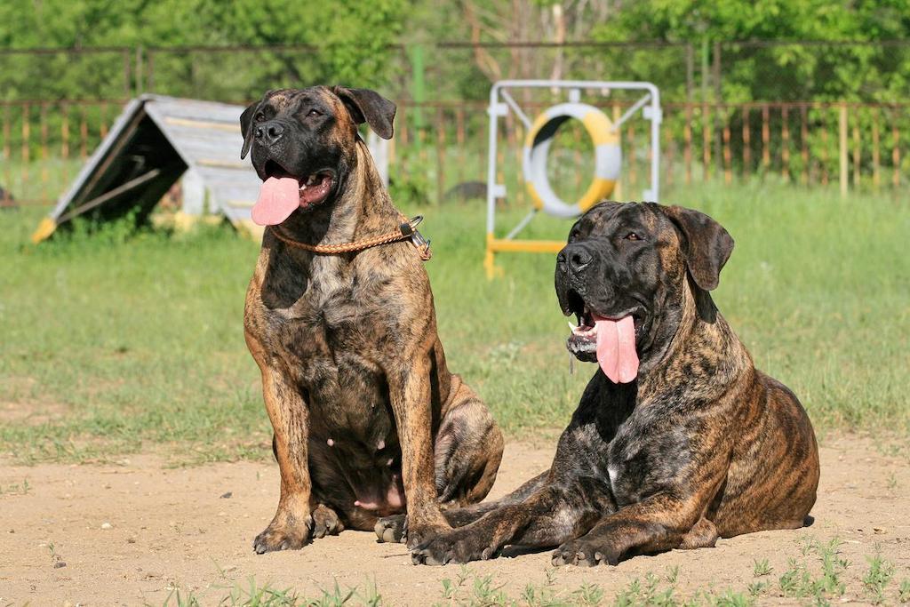 Ciri-ciri Anjing Boerboel