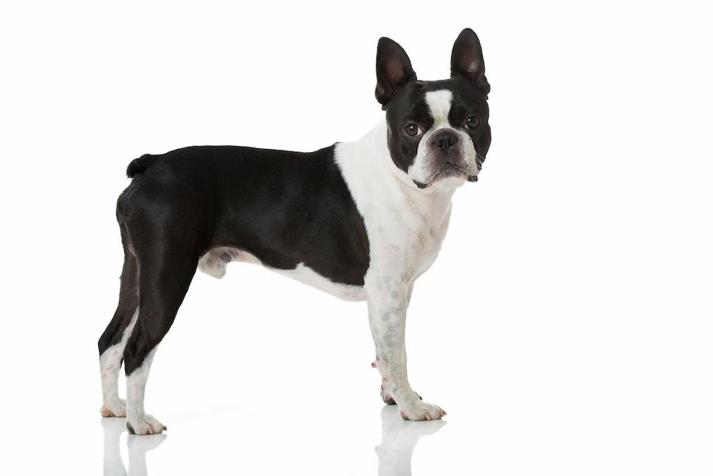 Ciri-ciri Anjing Boston Terrier