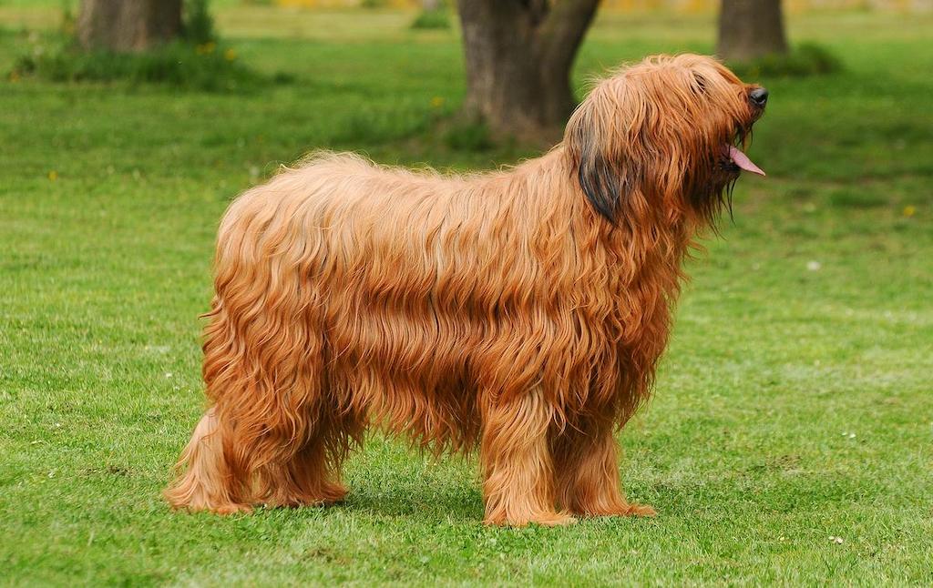 Ciri-ciri Anjing Briard