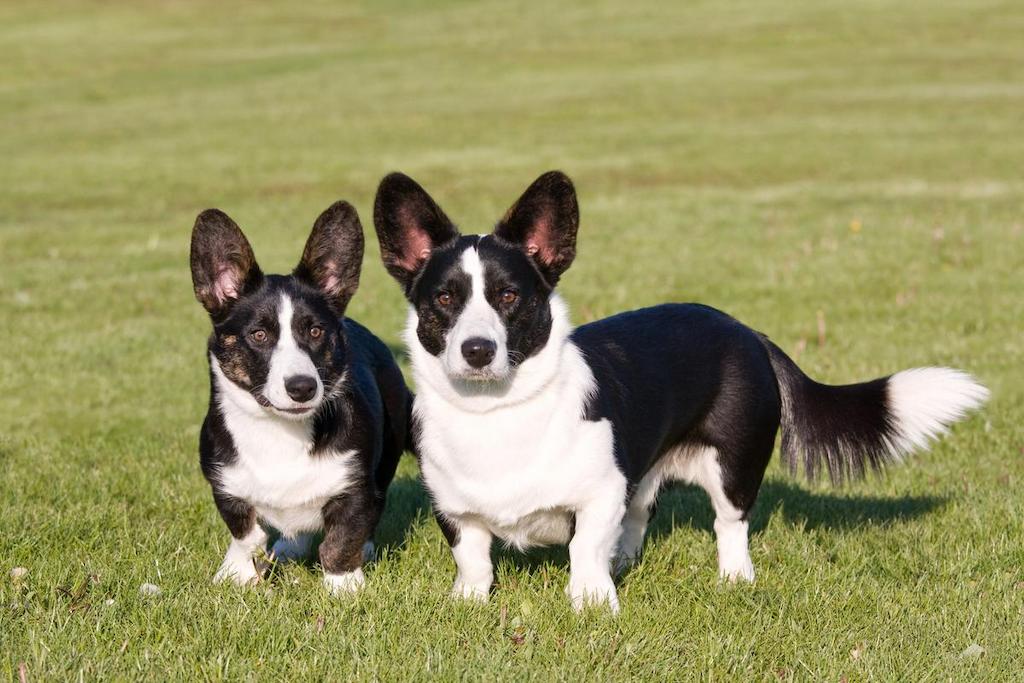 Ciri-ciri Anjing Cardigan Welsh Corgi