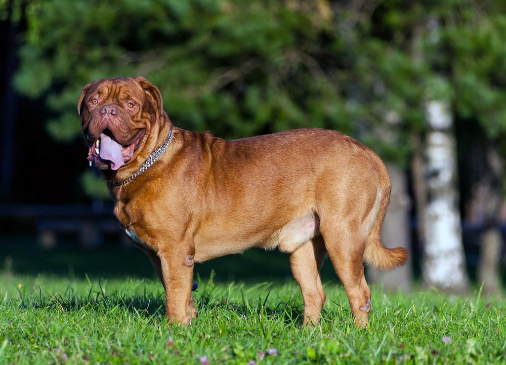 Ciri-ciri Anjing Dogue De Bordeaux