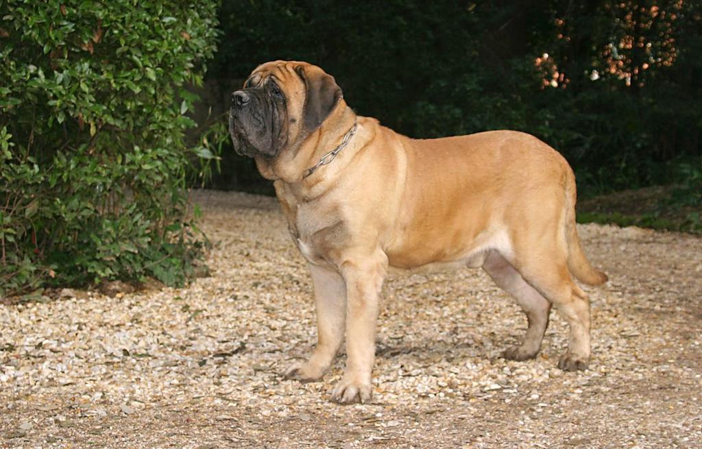 Ciri-ciri Anjing English Mastiff