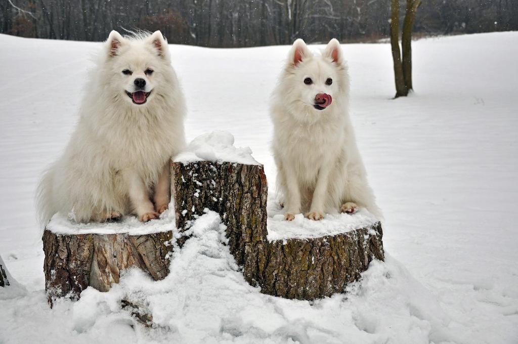 Ciri-ciri Anjing Eskimo Amerika