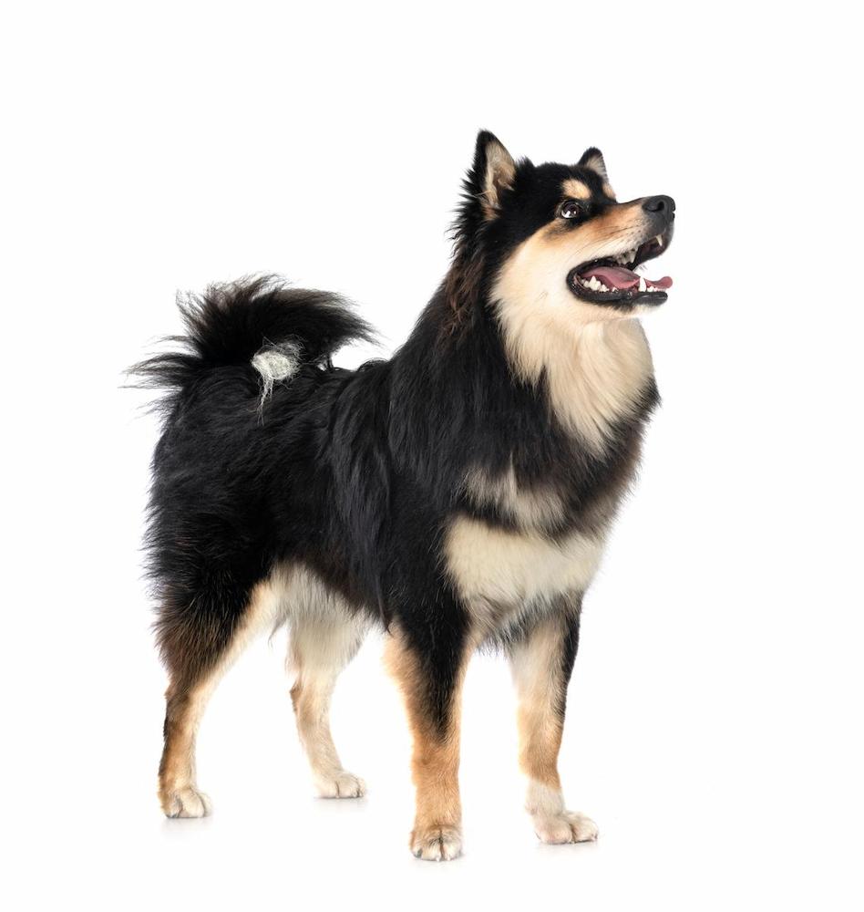 Ciri-ciri Anjing Finnish Lapphund