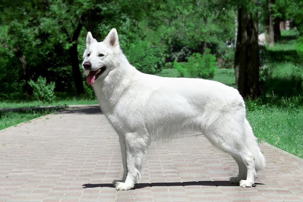Ciri-ciri Anjing Gembala Swiss Putih