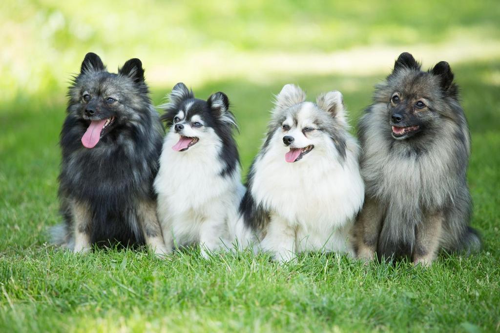 Ciri-ciri Anjing German Spitz