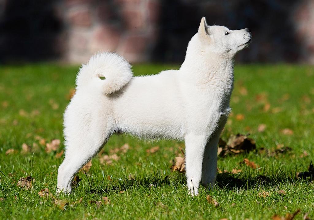 Ciri-ciri Anjing Hokkaido