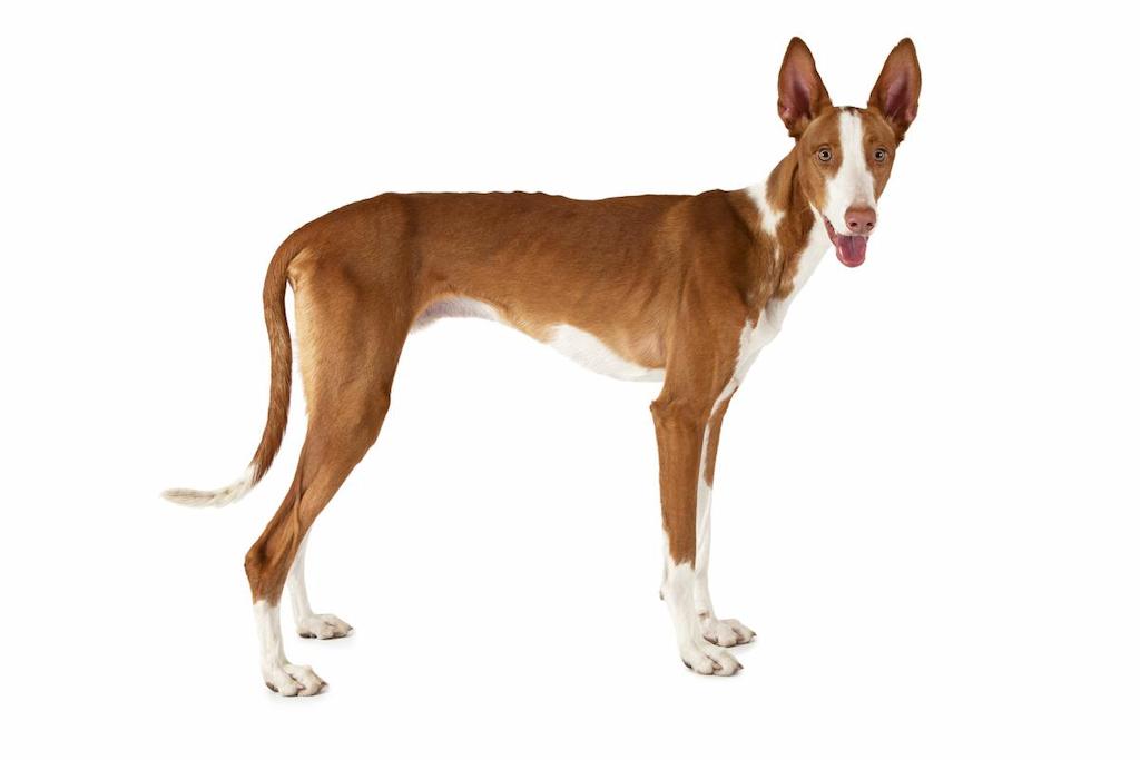 Ciri-ciri Anjing Ibizan Hound