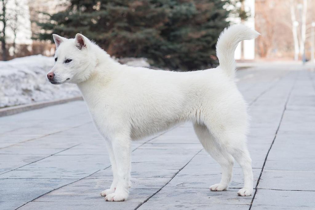Ciri-ciri Anjing Kishu