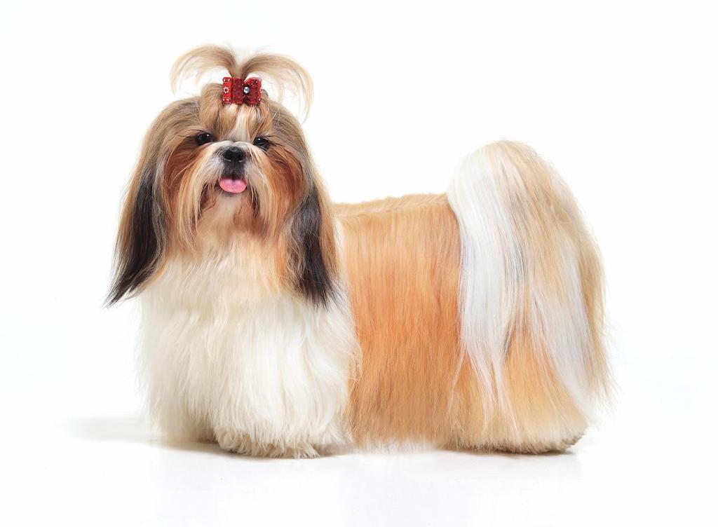 Ciri-ciri Anjing Lhasa Apso
