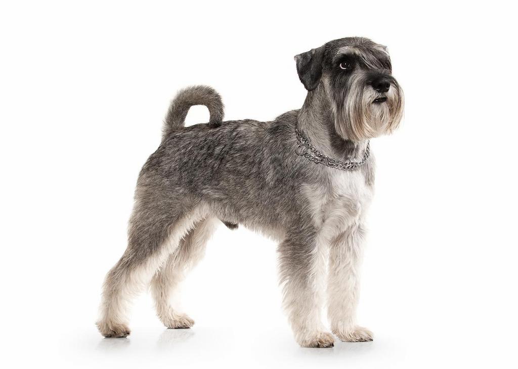 Ciri-ciri Anjing Miniature Schnauzer