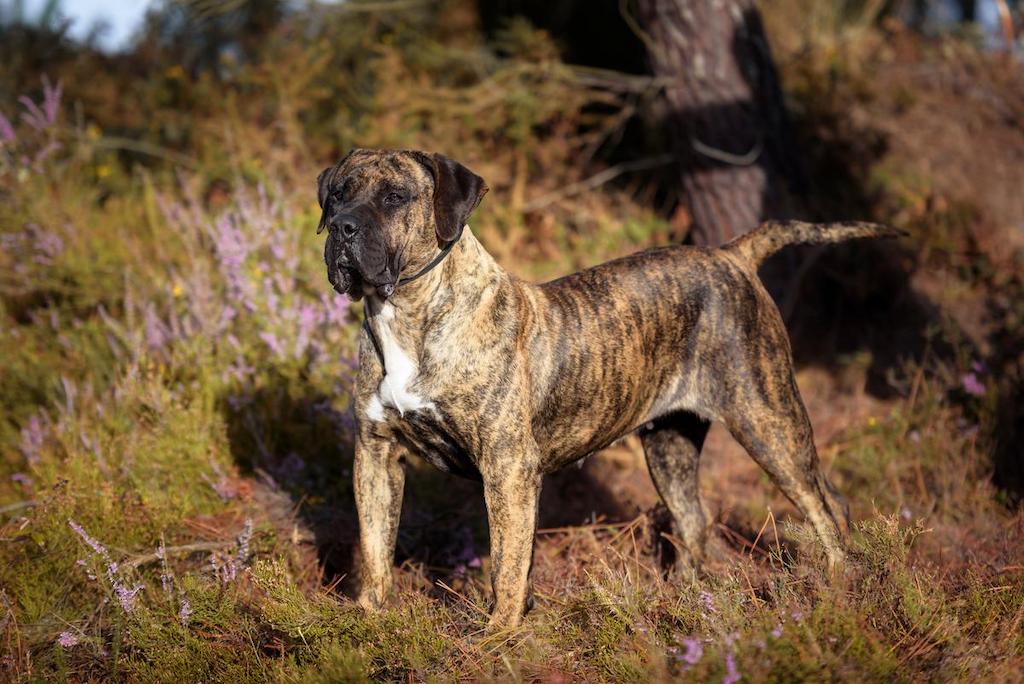 Ciri-ciri Anjing Presa Canario
