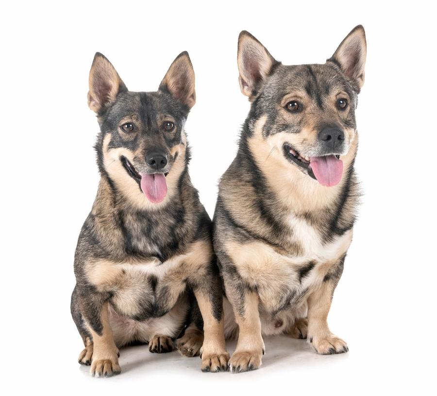 Ciri-ciri Anjing Swedish Vallhund