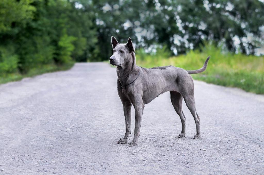 Ciri-ciri Anjing Thai Ridgeback