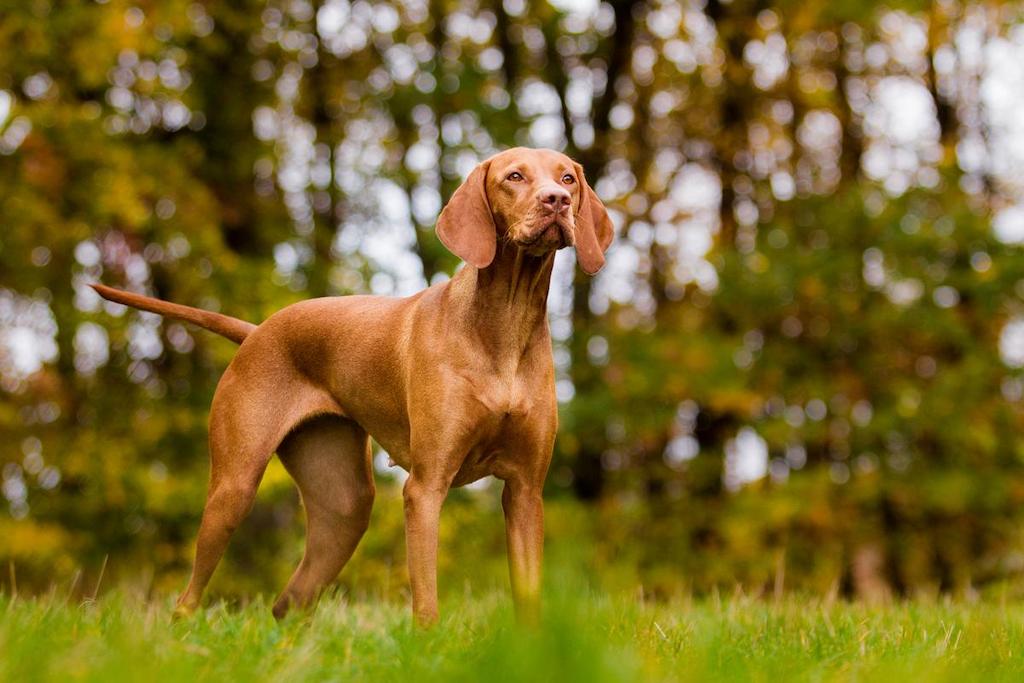 Ciri-ciri Anjing Vizsla