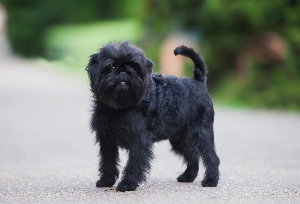 Harga Anjing Affenpinscher