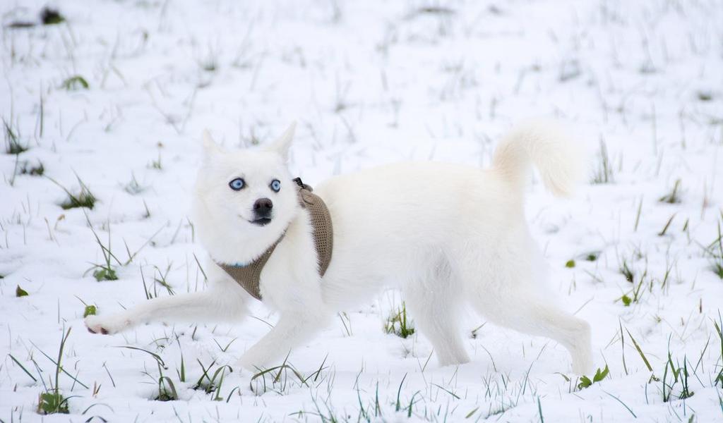 Harga Anjing Alaskan Klee Kai