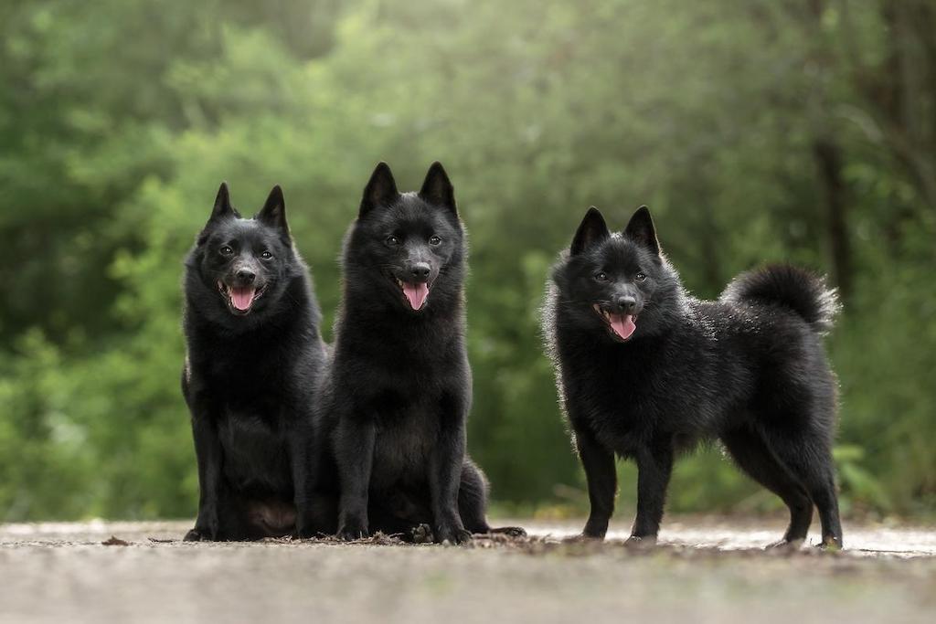 Harga Anjing Anjing Schipperke