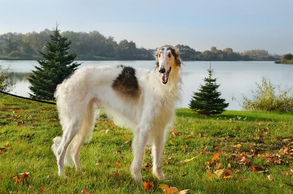 Harga Anjing Borzoi