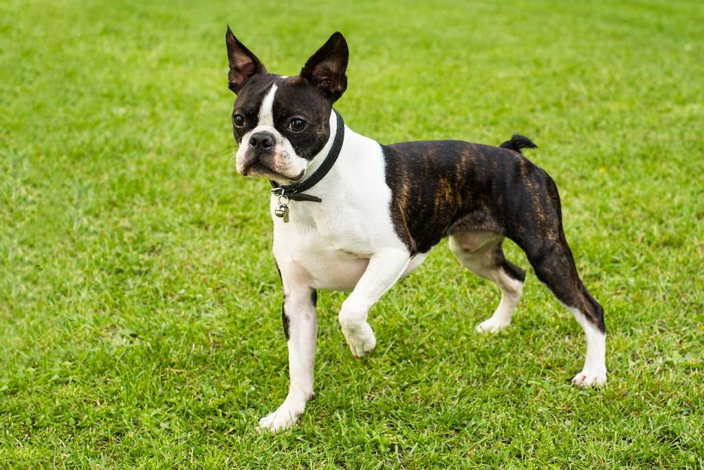 Harga Anjing Boston Terrier