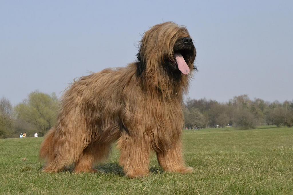 Harga Anjing Briard