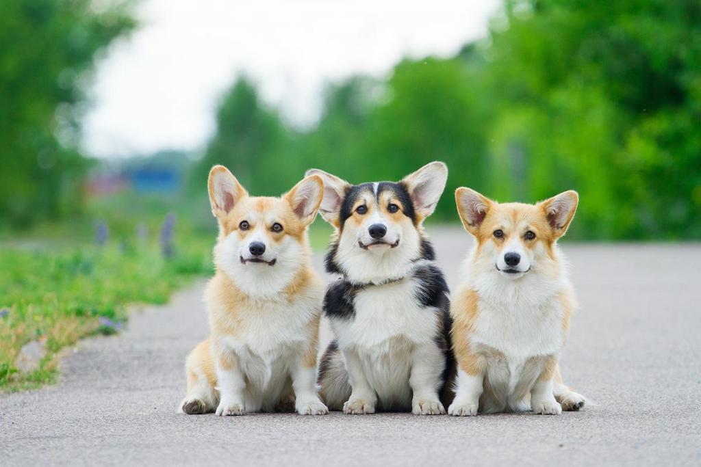 Harga Anjing Cardigan Welsh Corgi