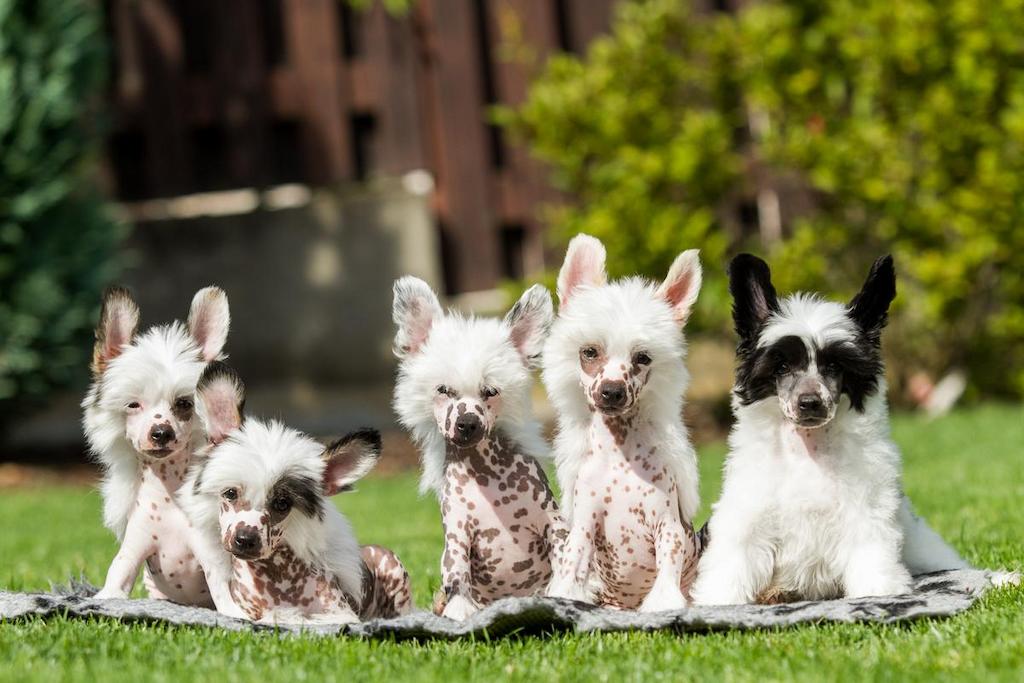 Harga Anjing Chinese Crested