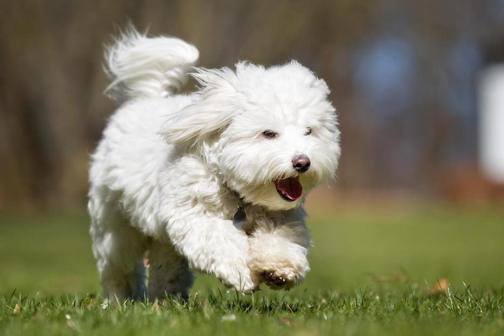Harga Anjing Coton De Tulear