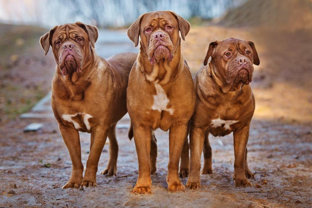 Harga Anjing Dogue De Bordeaux