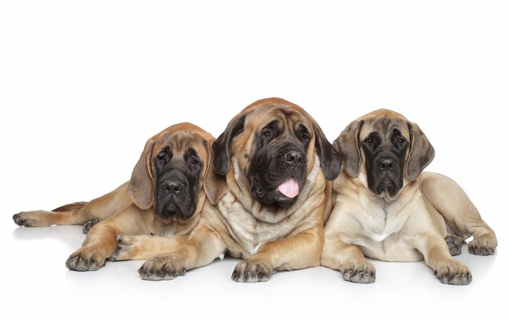 Harga Anjing English Mastiff