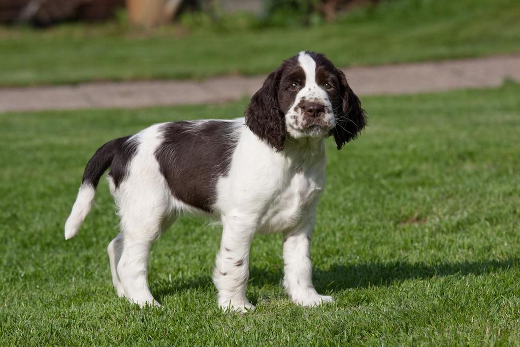Harga Anjing English Springer Spaniel