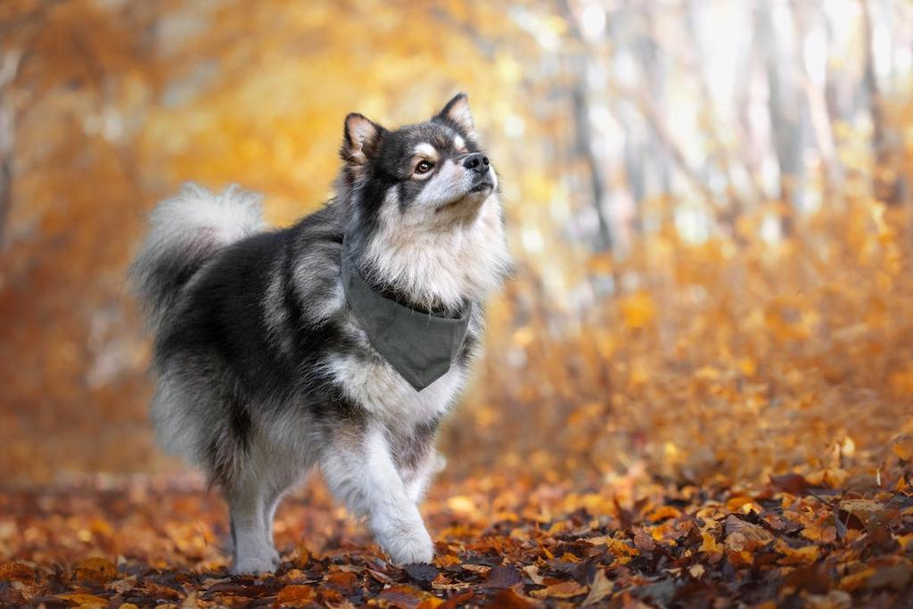 Harga Anjing Finnish Lapphund
