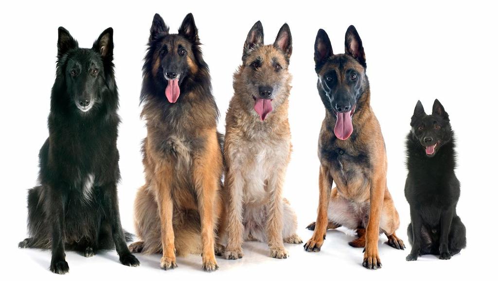 Harga Anjing Gembala Belgia