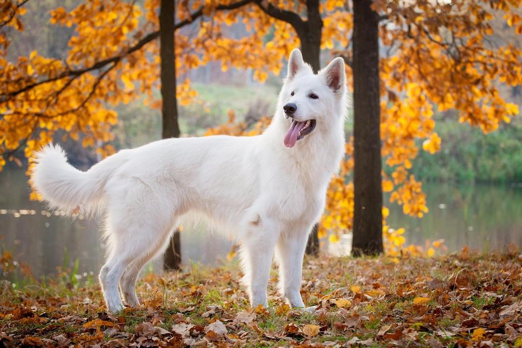 Harga Anjing Gembala Swiss Putih