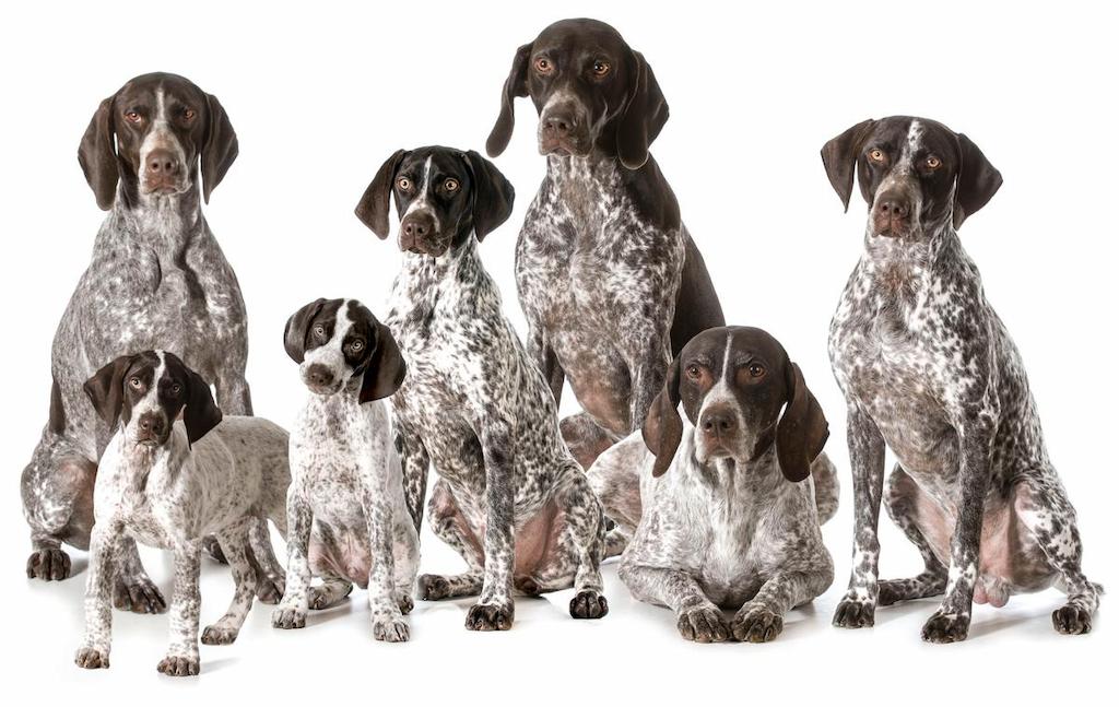 Harga Anjing German Shorthaired Pointer